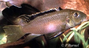 Benitochromis nigrodorsalis - han