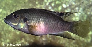 Benitochromis nigrodorsalis - hun