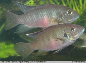 Benitochromis nigrodorsalis par