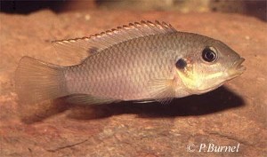 Benitochromis riomunenses - Lokundge