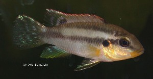 Benitochromis riomuensis