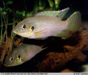 Benitochromis riomuniensis par