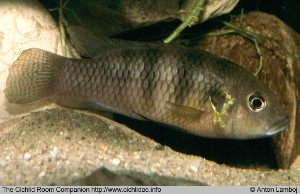 Benitochromis ufermanni han