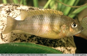 Benitochromis ufermanni hun