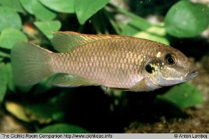 Chromidotilapia elongata han