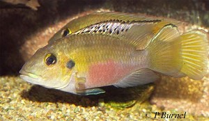 Chromidotilapia guntheri - hun