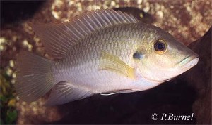 Chromidotilapia guntheri - han