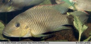 Chromidotilapia kingsleyae han