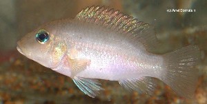 Chromidotilapia linkei hun