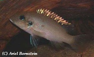 Chromidotilapia linkei hun