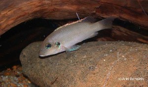 Chromidotilapia linkei hun