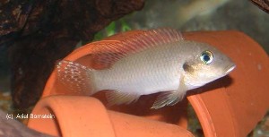 Chromidotilapia linkei han