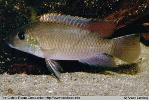 Chromidotilapia mamonekenei, Congo hun