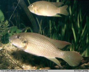 Chromidotilapia melaniae par
