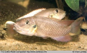 Chromidotilapia nana par