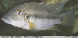 Chromidotilapia regani hun