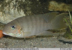 Divandu albimarginatus han