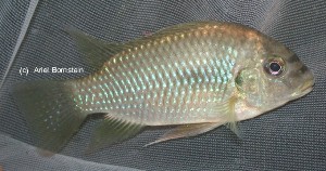 Etia nguti - han