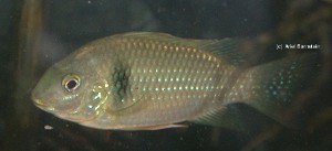 Etia nguti