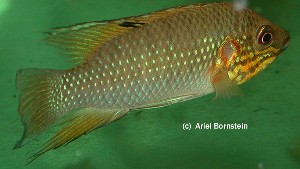 Hemichromis cerasogaster