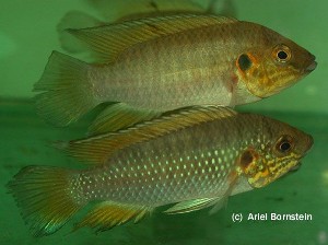 Hemichromis cerasogaster