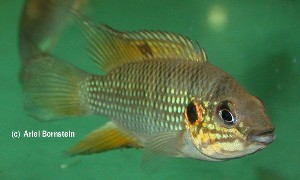 Hemichromis cerasogaster