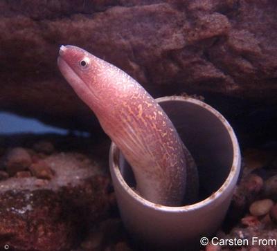 Gymnothorax tile