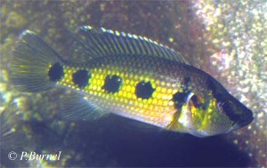 Hemochromis fasciatus