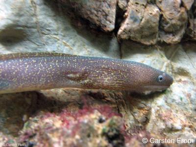 Gymnothorax tile