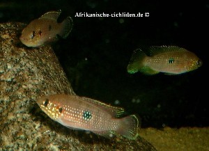 Hemichromsi stellifer Congo