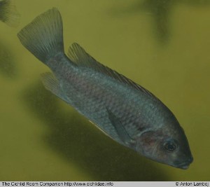 Konia dikume han