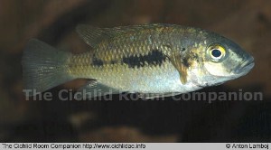 Konia eisentrauti