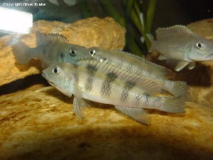 Lamprologus mocquardi
