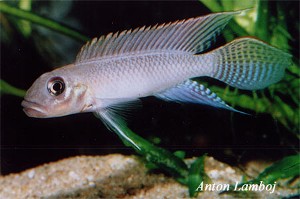 Nanochromis consortus han