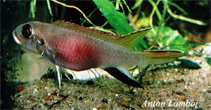 Nanochromis consortus hun