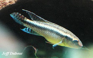 Nanochromis dimidiatus han