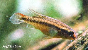 Nanochromis dimidiatus hun