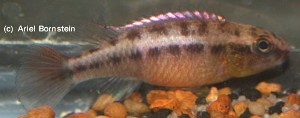 Nanochromis dimidiatus "Leza" hun
