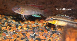 Nanochromis dimidiatus "Leza" par