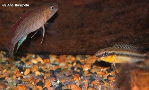 Nanochromis dimidiatus "Leza" par