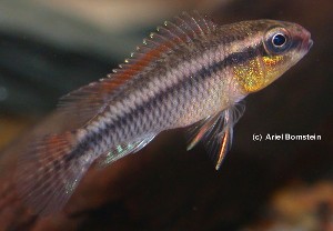 Nanochromis dimidiatus "Leza" han