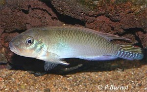 Nanochromis parilus -han