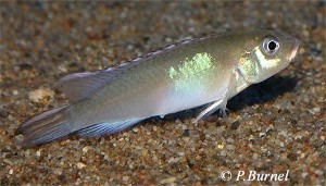 Nanochromis parilus - hun