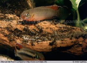 Nanochromis sabinae han