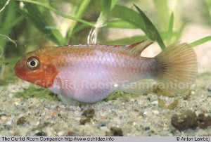 Nanochromis sabinae hun