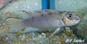 Nanochromis tranvestitus - han