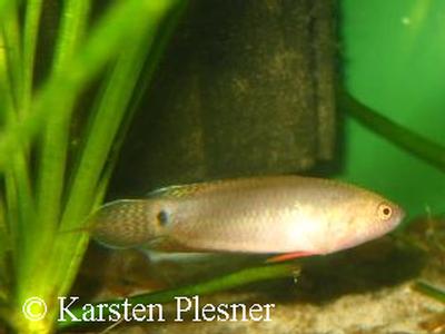 Pseudosphromenus cupanus