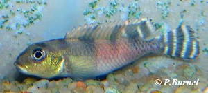 Nanochromis transvestitus - hun
