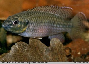Parananochromis brevirostris hun