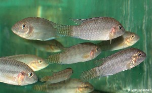 Parananochromis caudifasciatus